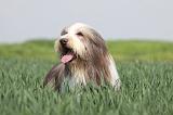 BEARDED COLLIE 112